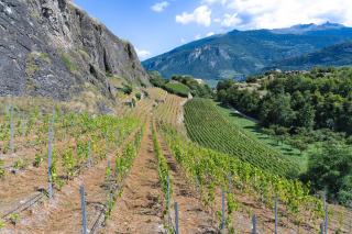 Sentier viticole en Valais : parcours et balisage