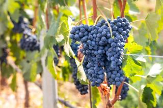 Pinot noir suisse : surfaces, noms et styles