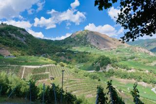 Grand cru suisse : définitions canton par canton