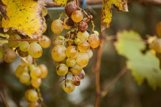 Vin flétri du Valais et liquoreux suisses
