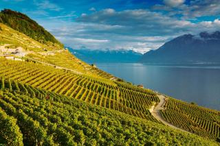 Âge légal de l'alcool en Suisse : vin et spiritueux