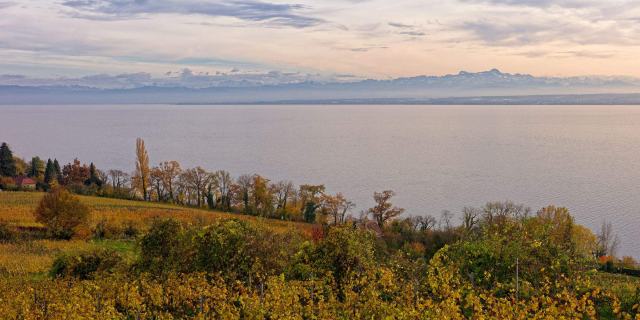 Les premiers crus de Genève, du Mandement à Arve-et-Lac Les premiers crus de Genève, du Mandement à Arve-et-Lac