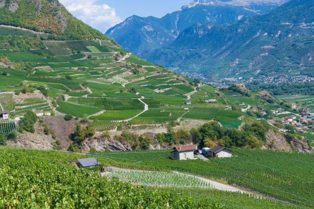 Le vignoble valaisan, du Haut-Valais au Chablais Le vignoble valaisan, du Haut-Valais au Chablais