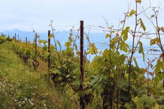 Vin bio suisse : règles fédérales, Bourgeon et Demeter