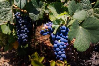 Gamaret et garanoir : deux rouges nés à Pully