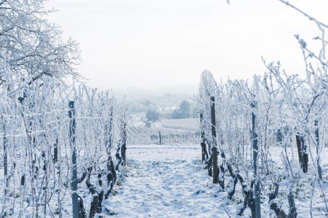 Climat et vigne en Suisse : vendanges avancées, gel et sécheresse Climat et vigne en Suisse : vendanges avancées, gel et sécheresse