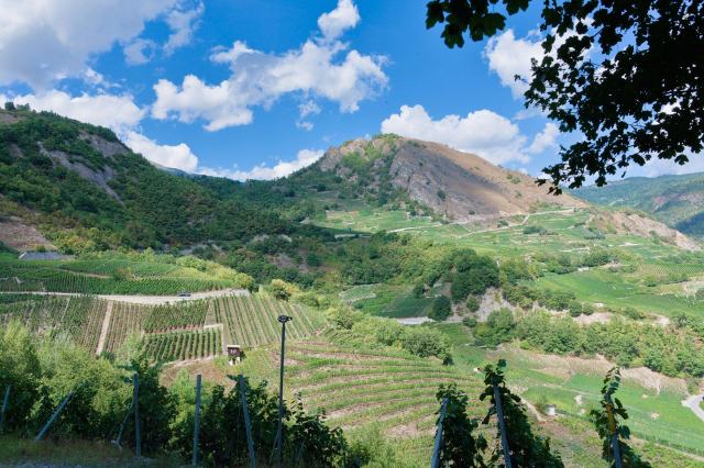 Grand cru et premier cru, une mention et quatre règles cantonales Grand cru et premier cru, une mention et quatre règles cantonales