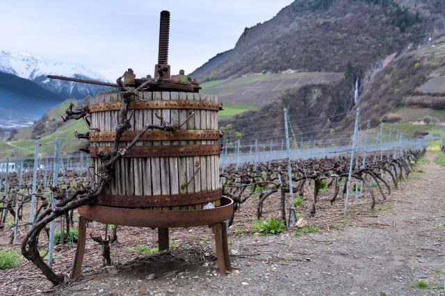 Fendant et chasselas, un cépage et deux noms selon le canton Fendant et chasselas, un cépage et deux noms selon le canton
