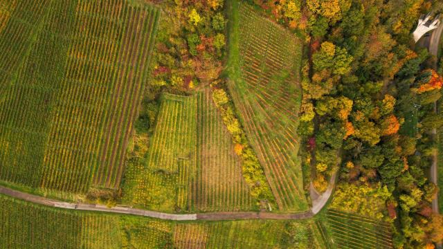 AOC, crus et étiquettes en Suisse