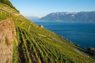 Viticulture en forte pente : murs, monorails et drones