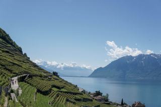 Dézaley grand cru et Calamin : les deux AOC de Lavaux