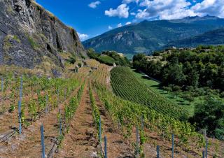 Syrah du Valais : histoire, coteaux et règles