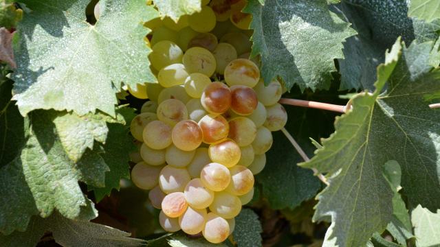Les cépages cultivés en Suisse