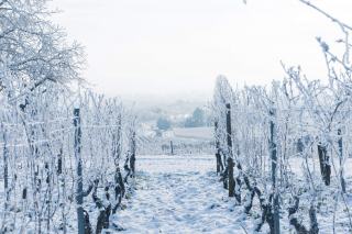 Réchauffement climatique et vignoble suisse : les faits