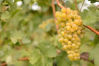 Müller-Thurgau : histoire et profil du cépage