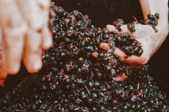 Le degré Oechsle, ou comment se mesure la maturité du raisin Le degré Oechsle, ou comment se mesure la maturité du raisin