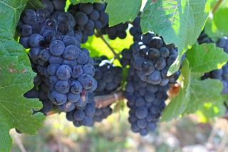 Cornalin du Valais : origine, culture et garde