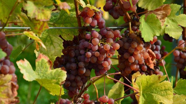 Sélection de cépages du Valais Trois bouteilles de vins valaisans composent un coffret cadeau sur une table en bois